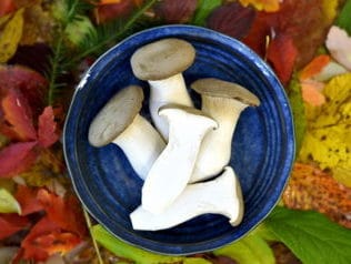 Pilzstand Markthalle